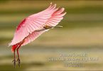 Roseate Spoonbill at Smith Oaks Rookery by Dave