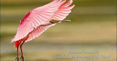 Roseate Spoonbill at Smith Oaks Rookery by Dave