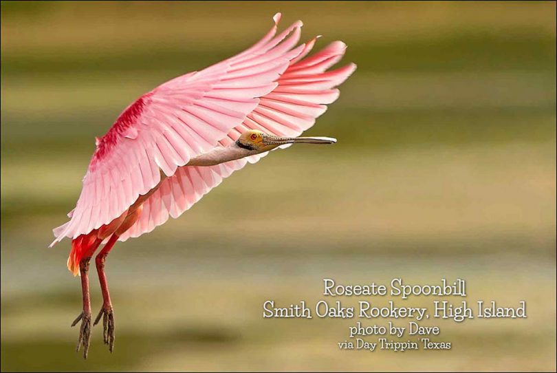 Roseate Spoonbill at Smith Oaks Rookery by Dave