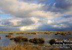 Texas Wetlands by Rudolph Rosen