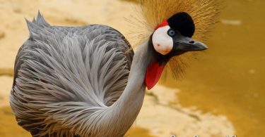 Grey-Crowned Crane by onpadreisland