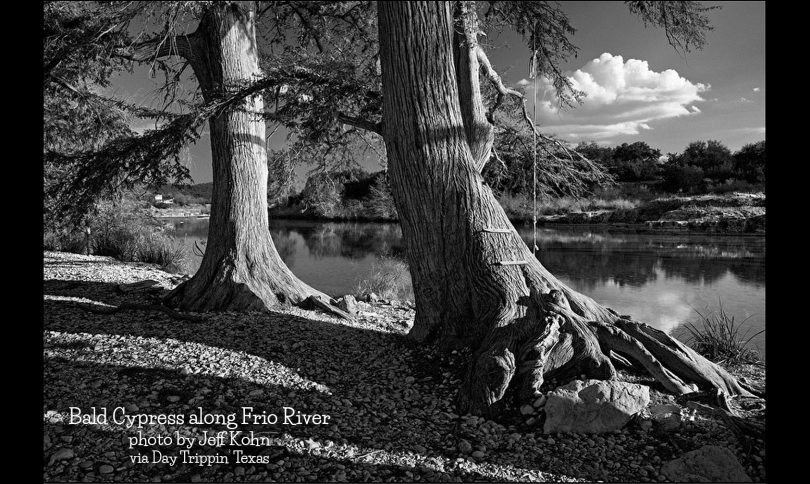 Bald Cypress Along the Frio River by Jeff Kohn